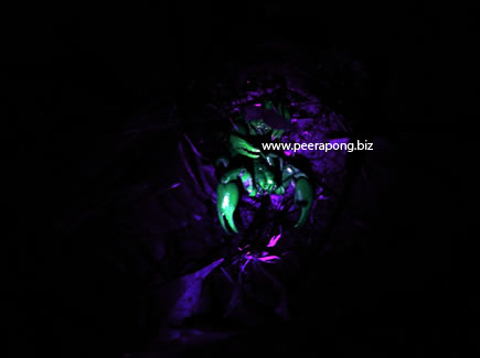 Scorpion with Blacklight
